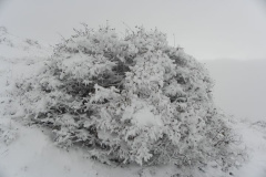گویجه بل پاشیور 4